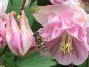 A syrphid fly on a pink flower.