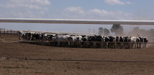 Dairy cows bunching together in a fenced-in dirt area.