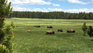 Bison in a meadow in Yellowstone with pine trees in the background.
