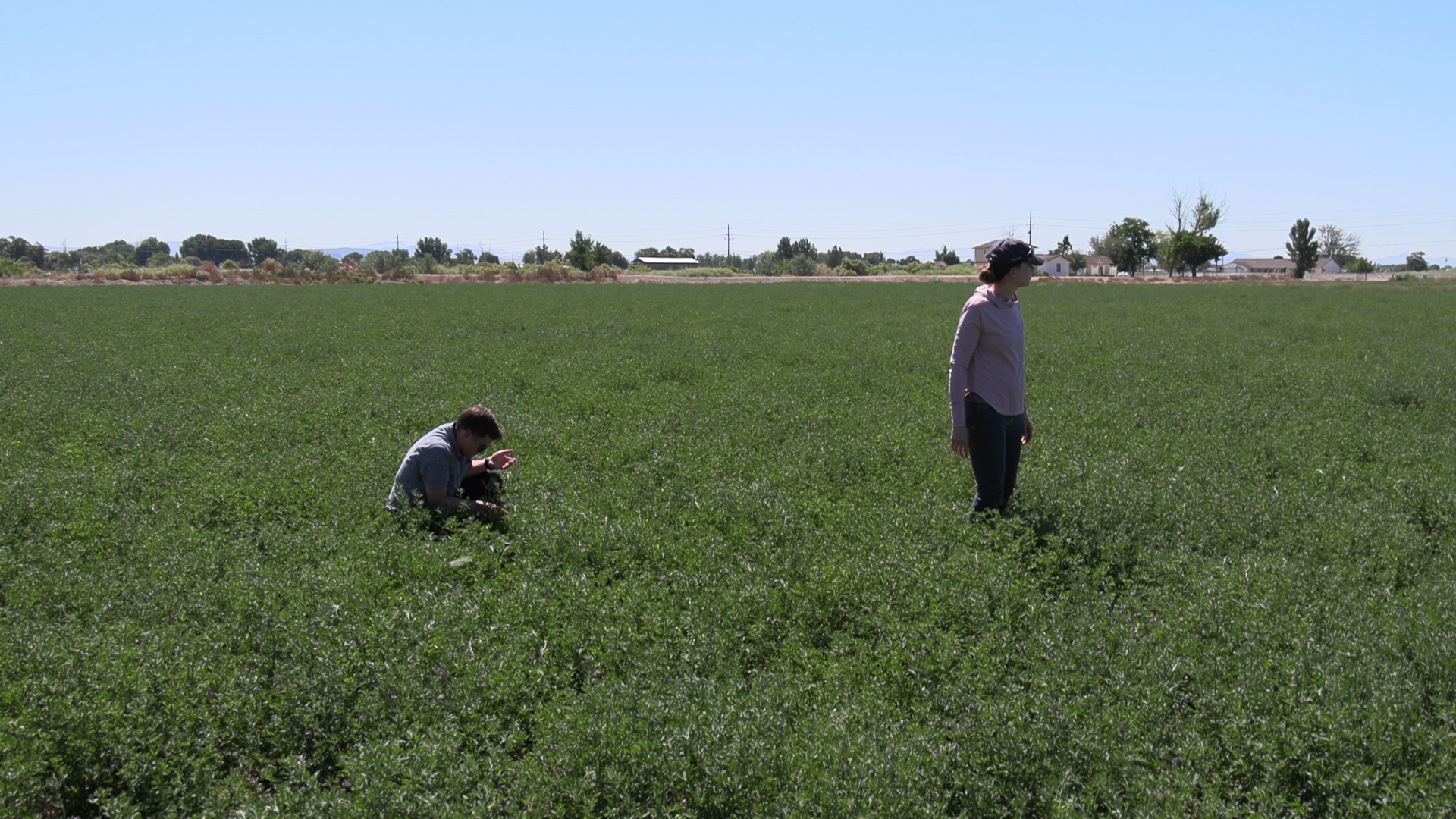 Dr. Elizabeth Pringle stands and Anson Call sits in an alfalfa study field.