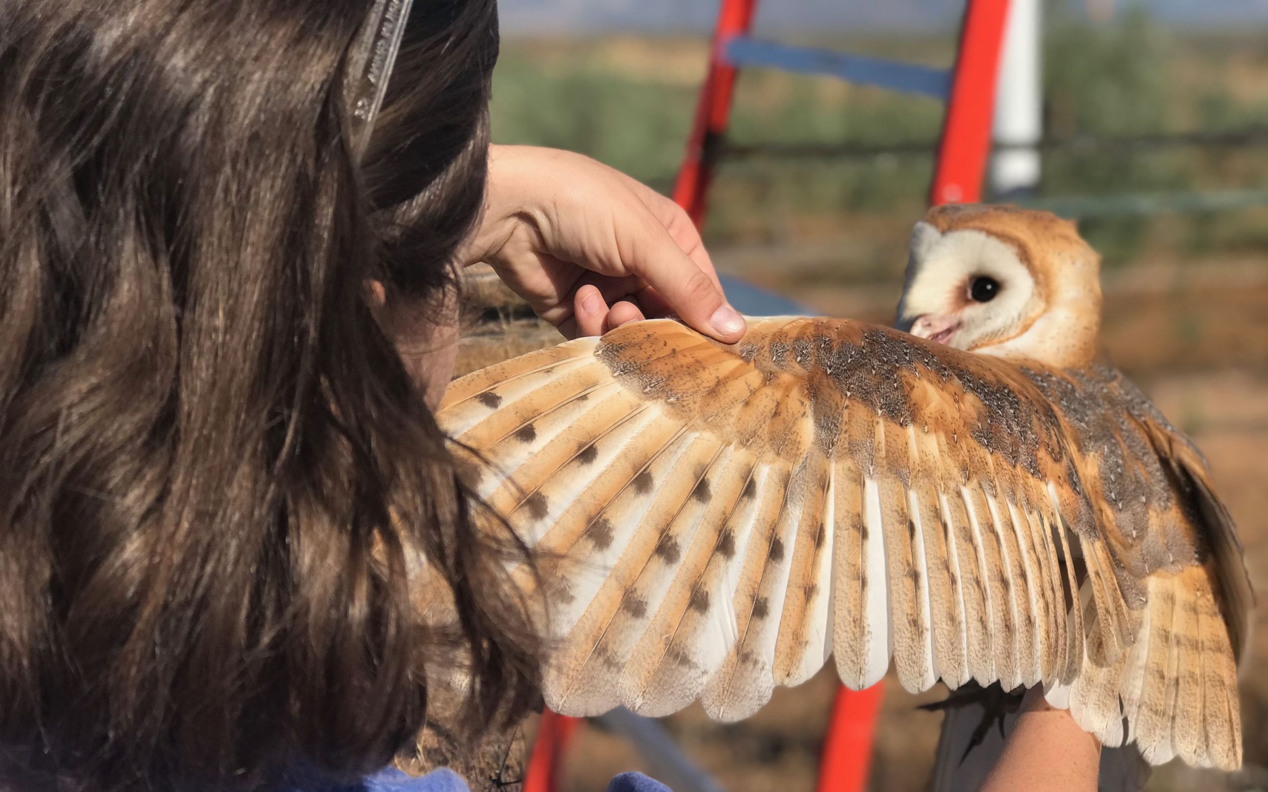 Emily Phillips holds out the wing of a barn owl.