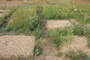 Square test plots, some filled with weeds and others with gravel and few or no plants.