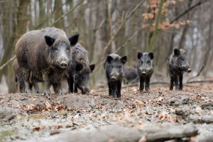 A family of feral swine in a forest.