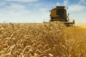 A combine harvesting wheat.