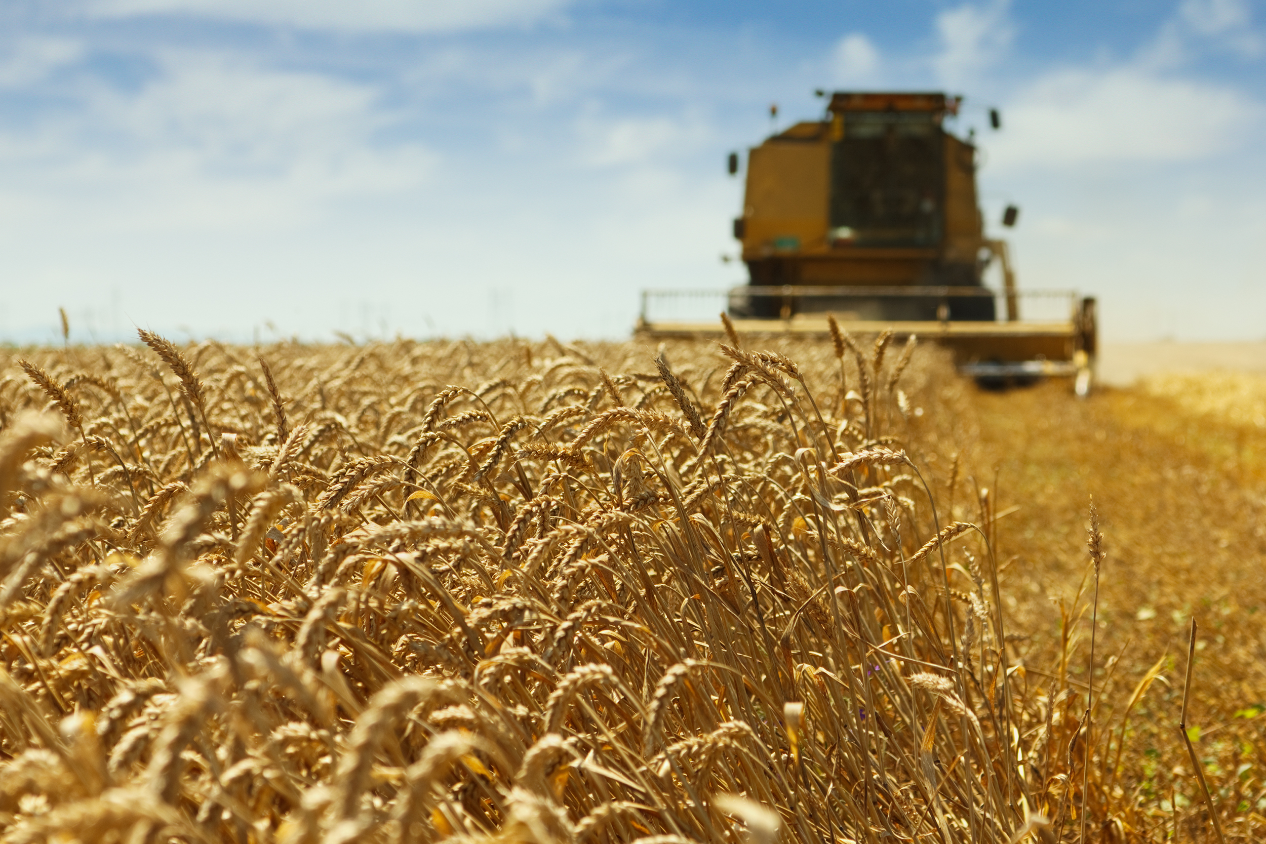 A combine harvesting wheat.