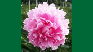 A pink peony.