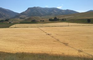 A brown field with mountains in the background.