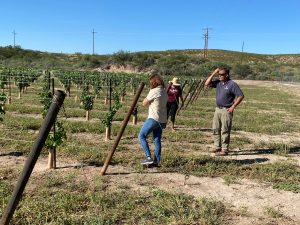 Three people stand on the edge of a vineyard.