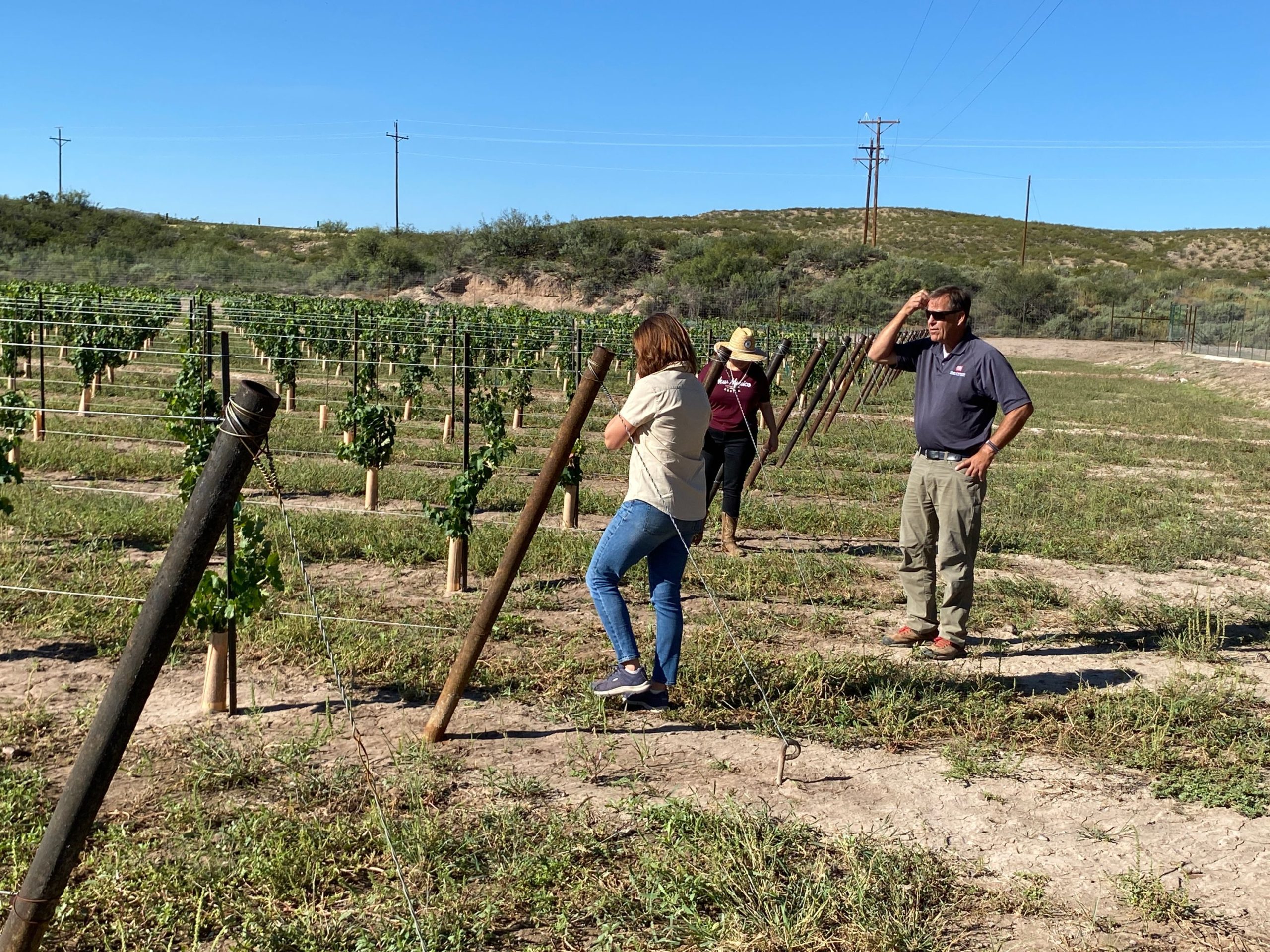 Three people stand on the edge of a vineyard.