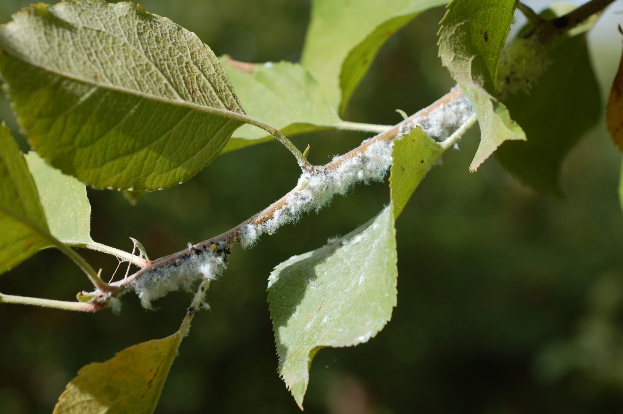 Wooly apple aphids on an apple branch.