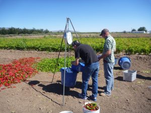 Two men weighing chile peppers next to a test plot of chile peppers. There are two large piles of chile peppers nearby, one red pile and one green pile.