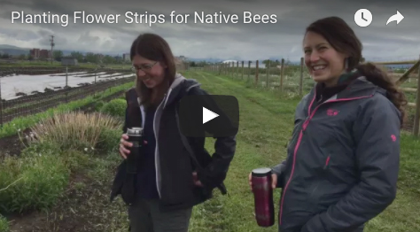Casey Delphia and Laura Burkle, a research scientist and assistant professor at Montana State University respectively, stand in front of a flower strip next to a field.