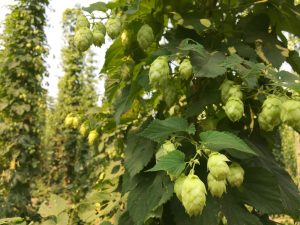 Hops plants.