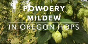 A shot from the video showing hops plants with the words "Powdery Mildew in Oregon Hops" on top.