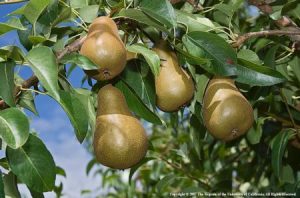 Bronze Beauty Bosc pears growing on a tree.