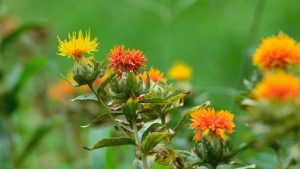 A close-up of safflower.