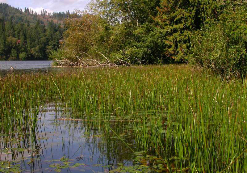 Flowering rush on a water body.