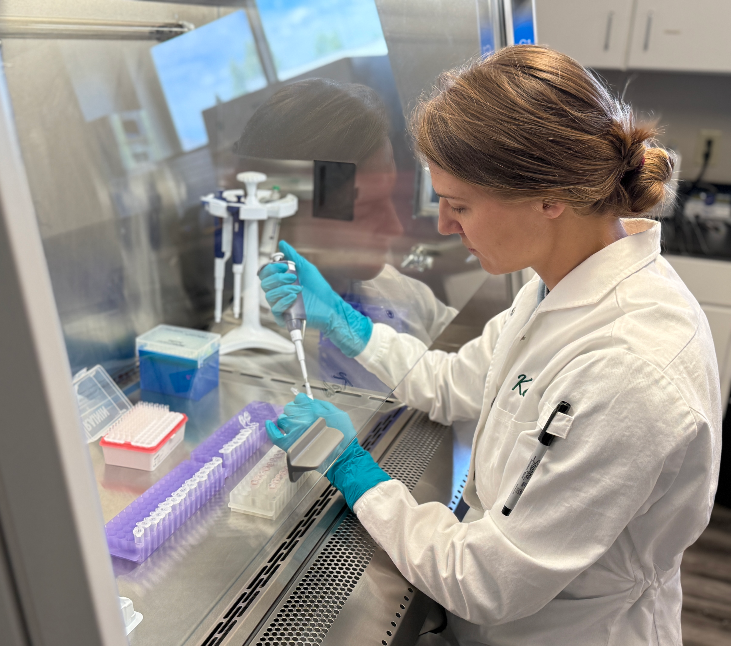 Kelsey Mitchell works in a lab under a fume hood testing ticks for pathogens.