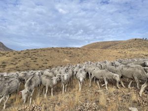 A flock of sheep, some looking directly at the camera, on hills covered in dry grass.