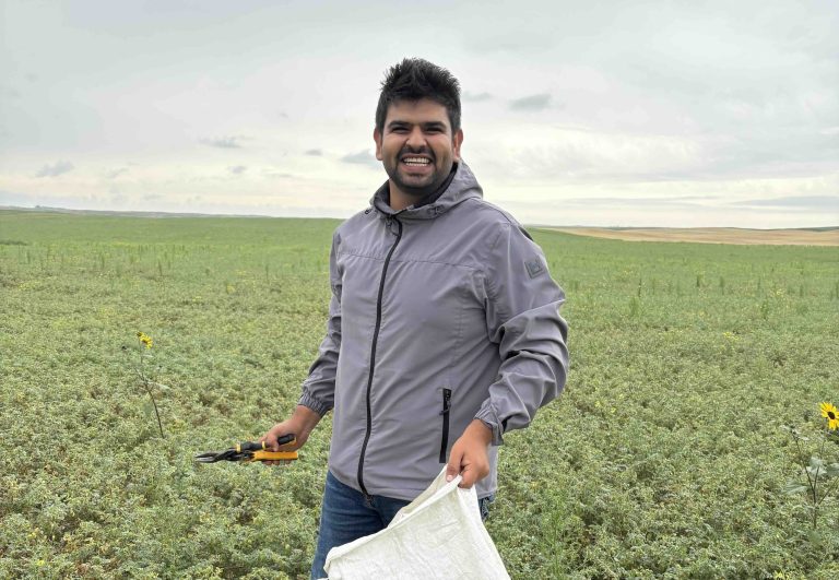 Vishal Monga stands in a chickpea field in Montana with a cloth bag and pruners.