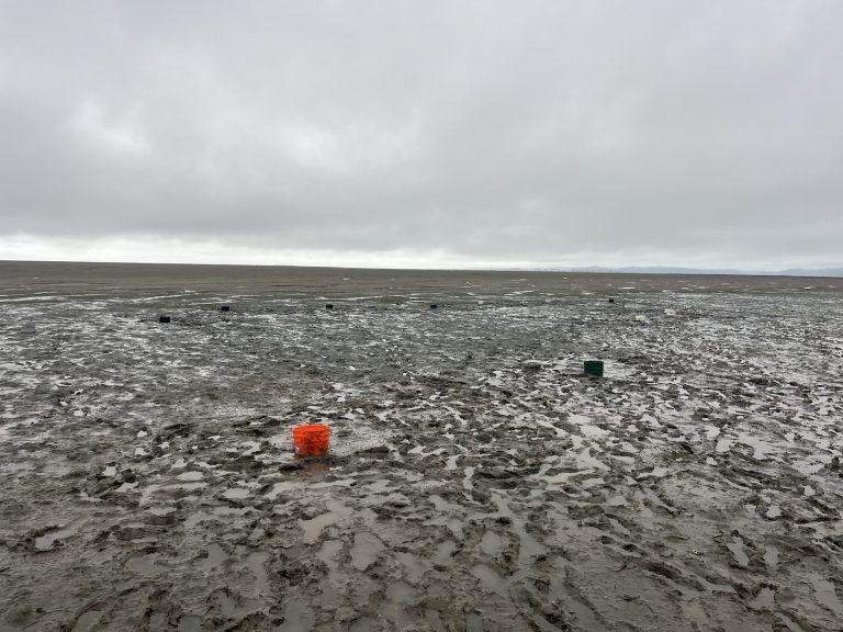 Twelve 5-gallon buckets, half-buried in mud, sit in a mudflat.