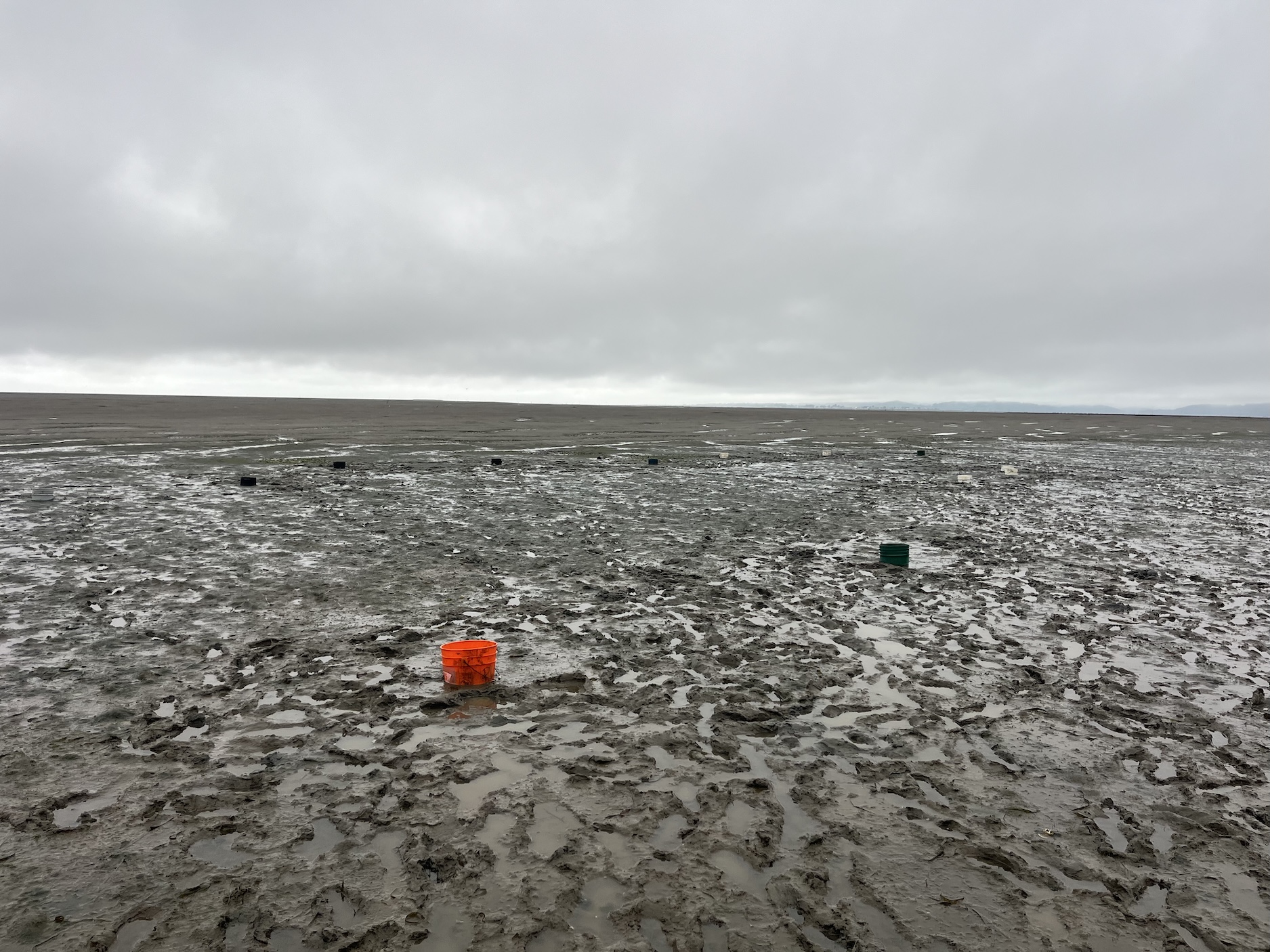 Twelve 5-gallon buckets, half-buried in mud, sit in a mudflat.