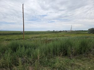 A wetland full of vegetation and a dense patch of hairy willow-herb behind a telephone pole.