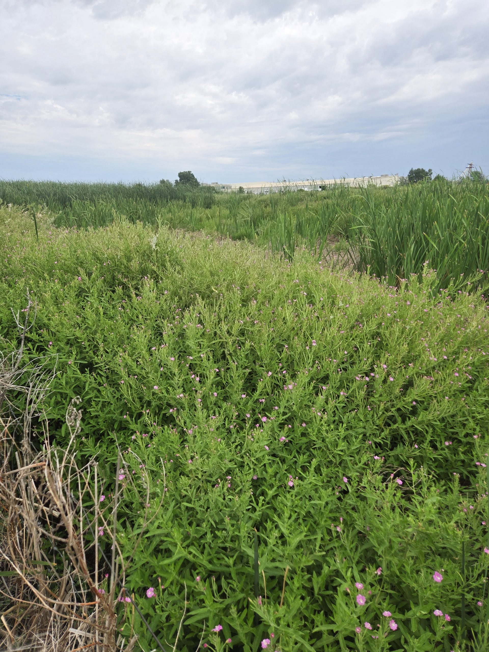 Hairy willow-herb in bloom with small pink flowers.