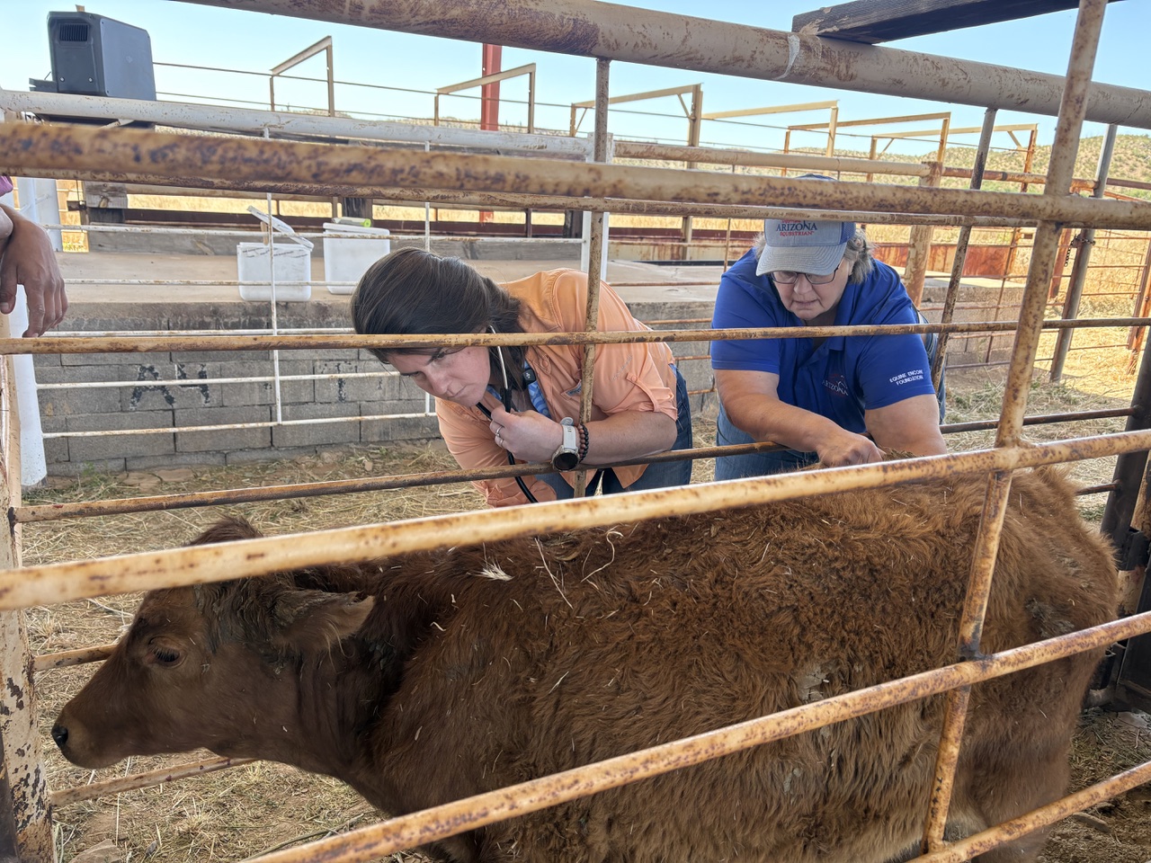 Christina Brownlee and Betsy Greene examine a young cow in a stall.