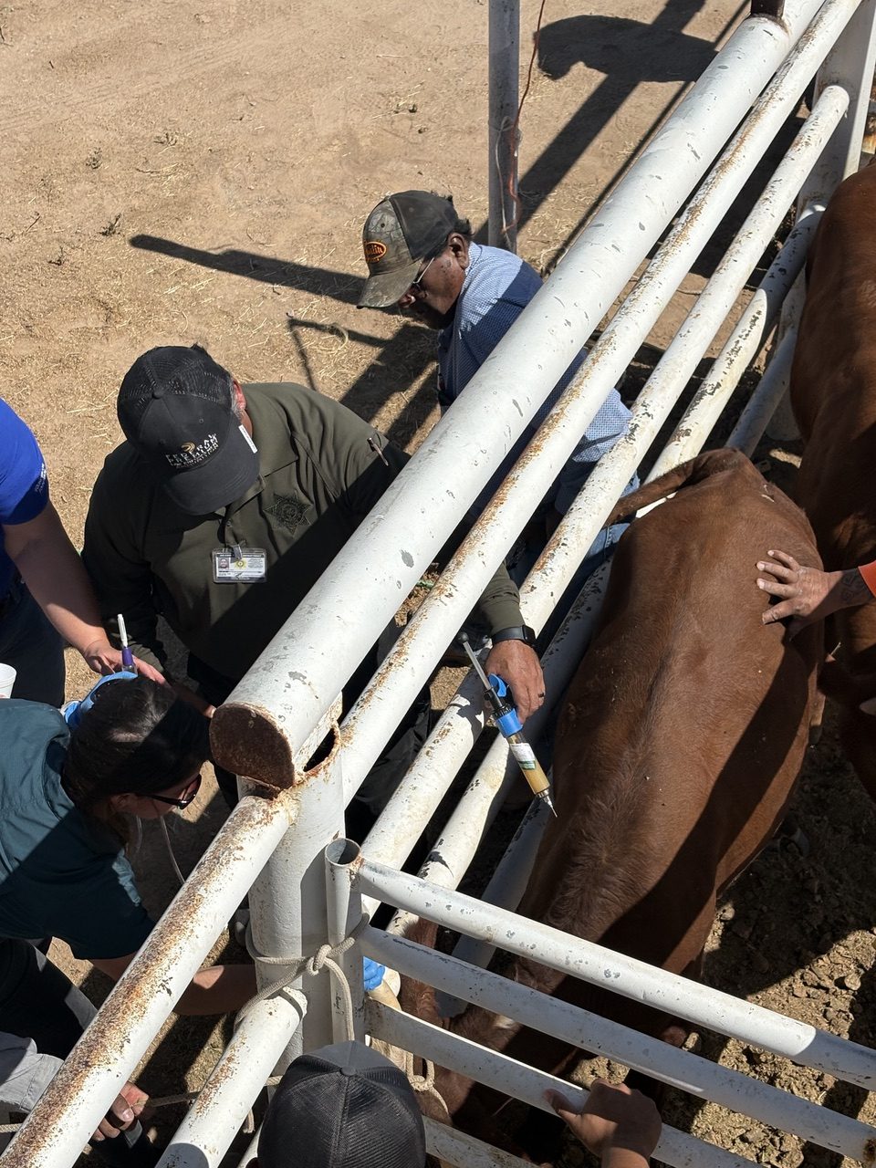 A training participant injects a cow with a vaccine as other participants watch.